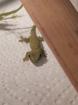 Phelsuma grandis - Madagaskar Taggecko
